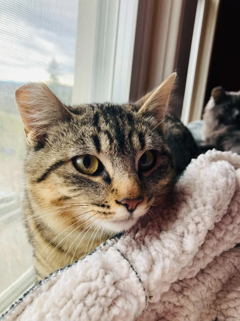 Tribble And Trouble thumbnail 4