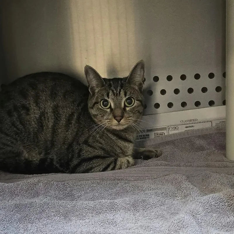 An adult medium-sized female Tabby (Buff / Tan / Fawn) Domestic Short Hair cat named Willow for adoption in Orange, VA