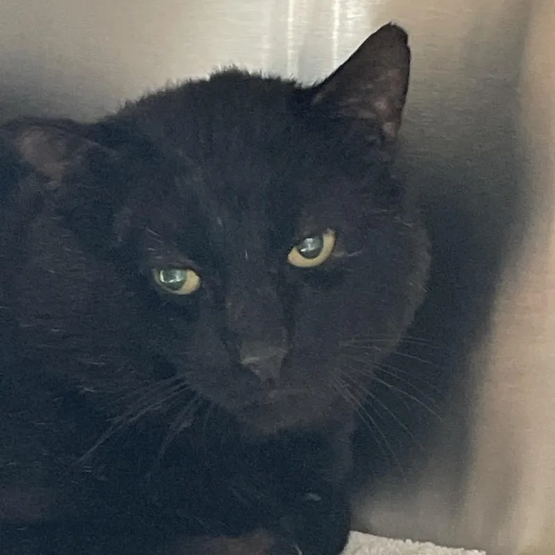 An adult large-sized male Black Domestic Short Hair cat named Rain for adoption in Lynchburg, VA