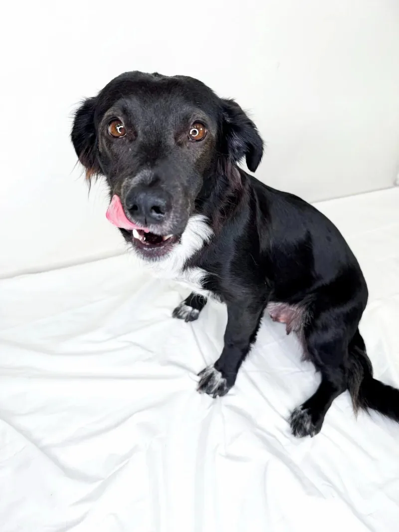 An adult medium-sized female Black Terrier dog named Viola for adoption in Bixby, OK