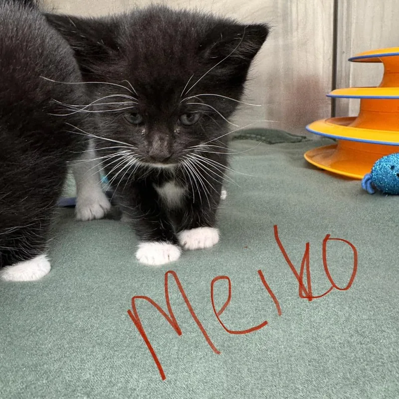 Majestic Meiko thumbnail 2