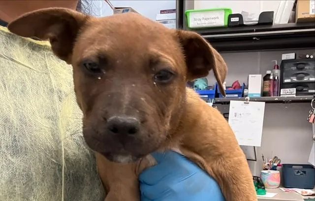 A baby small-sized male Labrador Retriever dog named Eeeney for adoption in Tucson, AZ