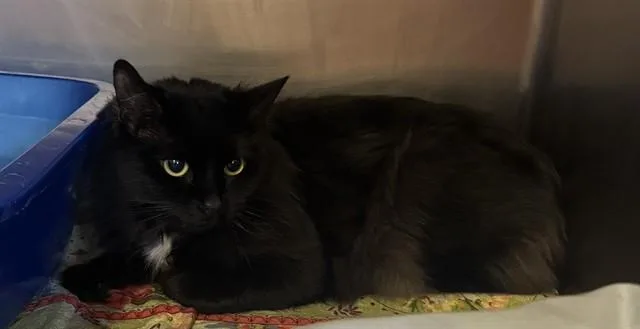 A young medium-sized female Domestic Long Hair cat named Priss for adoption in Brewster, MA