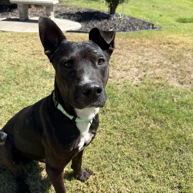 An adult medium-sized male Black Mixed Breed dog named Casper for adoption in Fresno, CA