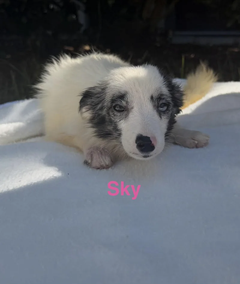 A baby medium-sized female Australian Shepherd dog named Sky for adoption in Pawleys Island, SC