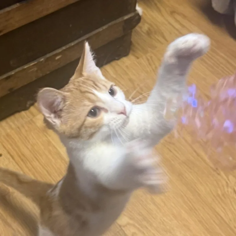 A baby small-sized male Orange / Red Domestic Short Hair cat named Peaches Carter for adoption in Eagle Mountain, UT