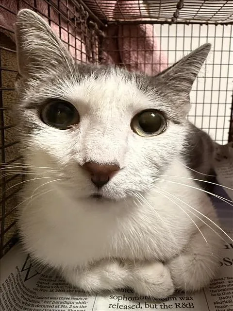 A young medium-sized female Domestic Short Hair cat named Ash for adoption in Chatsworth, CA