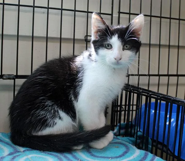 A baby small-sized male Black & White / Tuxedo Domestic Short Hair cat named Gino for adoption in Mansfield, MA