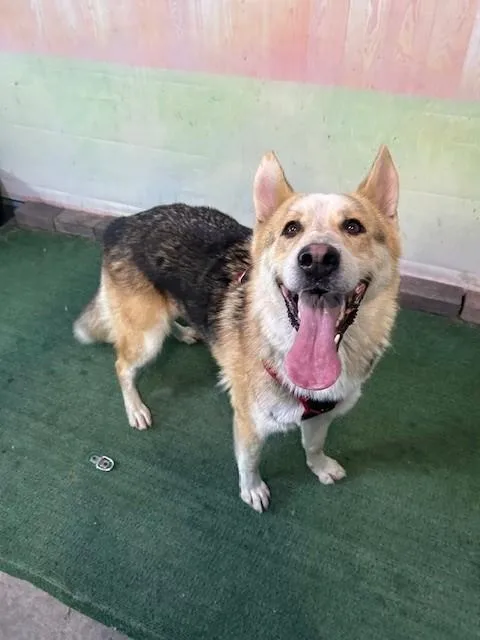 An adult medium-sized male German Shepherd Dog dog named Sacura for adoption in Baldwin Park, CA