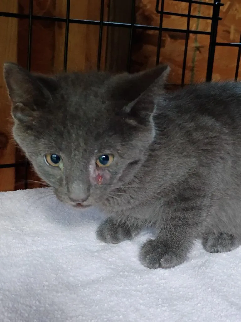 A baby small-sized male Domestic Short Hair cat named Matthew for adoption in LIberty, NY