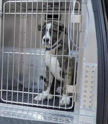 A baby small-sized male Pit Bull Terrier dog named Match for adoption in Westland, MI