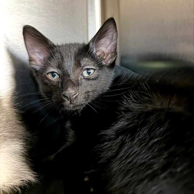 A baby small-sized female Black Domestic Short Hair cat named Limothy for adoption in Woodinville, WA