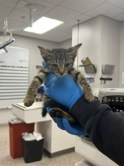A baby medium-sized female Domestic Short Hair cat named Hanakuso for adoption in Gastonia, NC