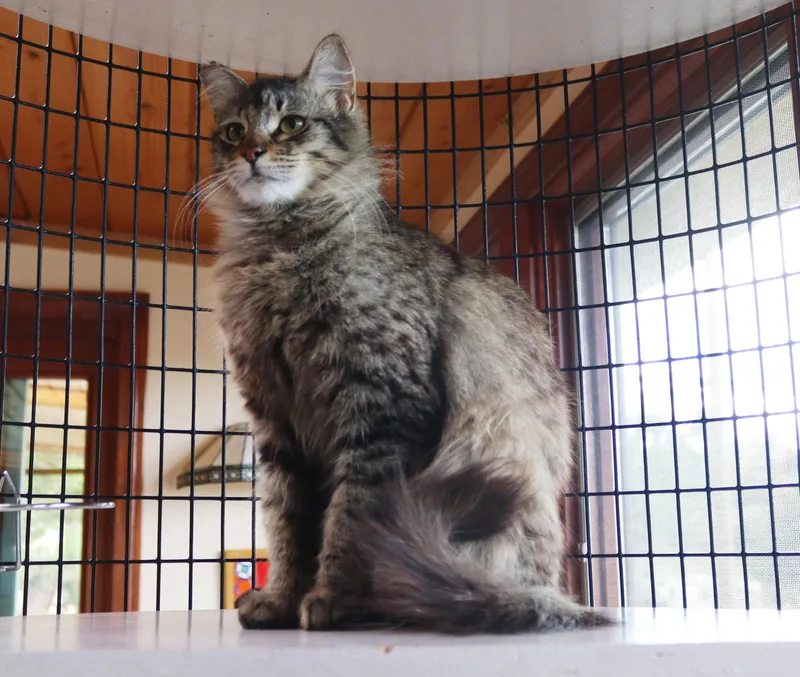A young medium-sized female Birman cat named Zelda for adoption in San Diego, CA