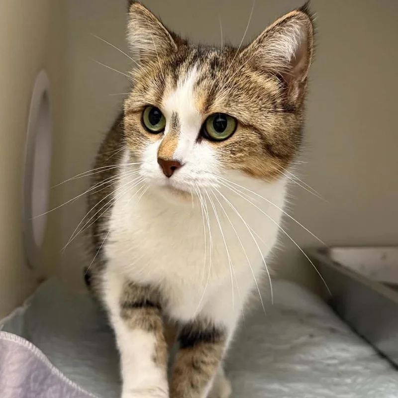An adult small-sized female Domestic Short Hair cat named Prissy for adoption in Caryville, TN