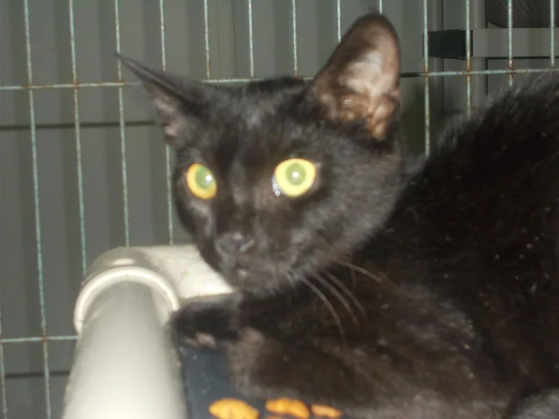 A young medium-sized female American Shorthair cat named Shayna for adoption in Naples, FL