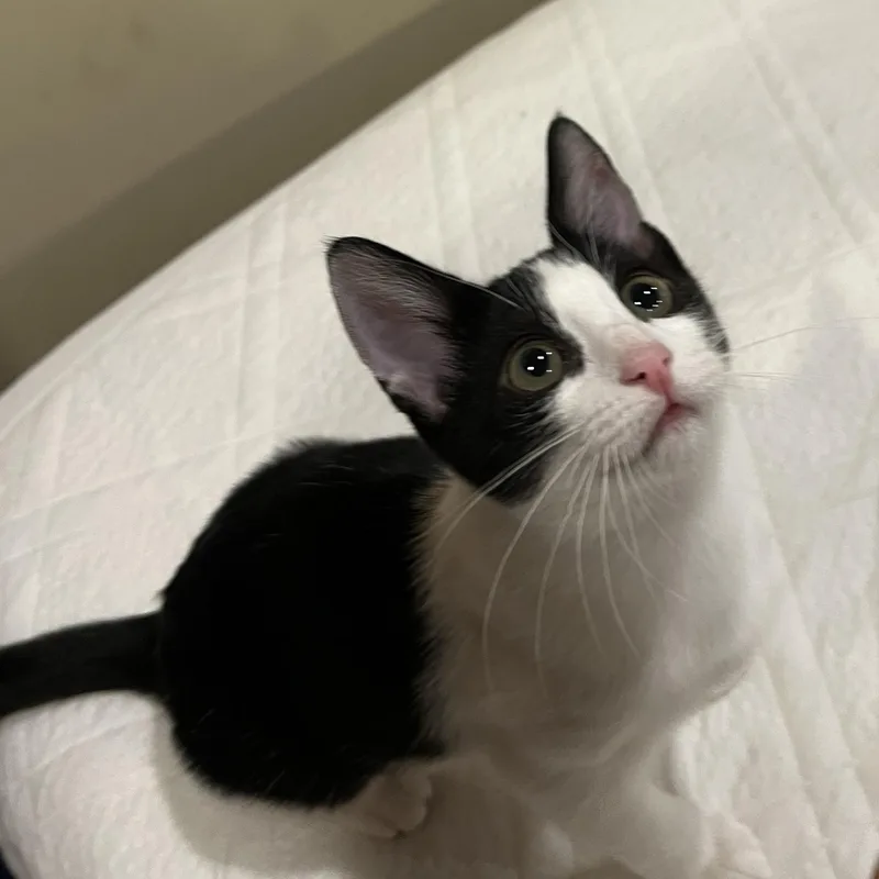 A baby large-sized male Black Domestic Short Hair cat named Bandit for adoption in Seattle, WA