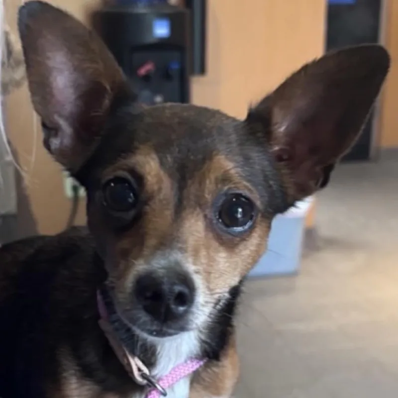 An adult small-sized female Brindle Chihuahua dog named Penny for adoption in Jacksonville, FL