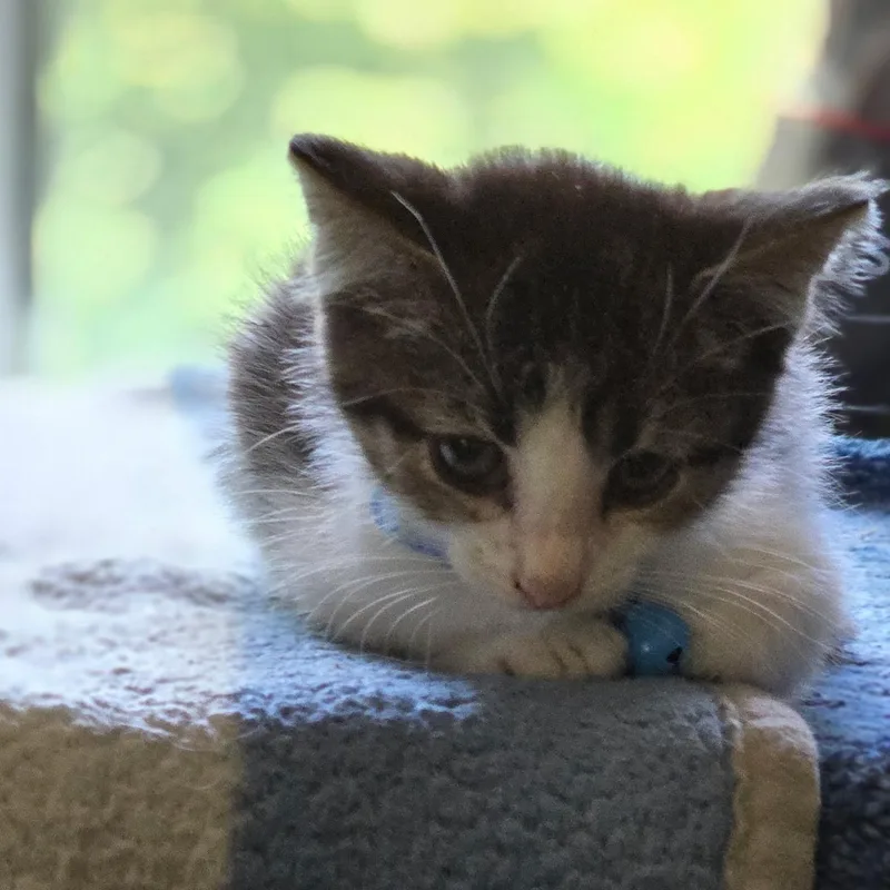 A baby medium-sized female Tabby (Brown / Chocolate) Domestic Short Hair cat named Pepper for adoption in Detroit, MI