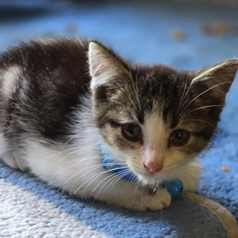 Pepper thumbnail 2