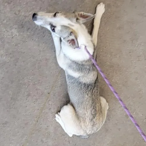An adult medium-sized female White / Cream Mixed Breed dog named 110356 for adoption in Las Cruces, NM