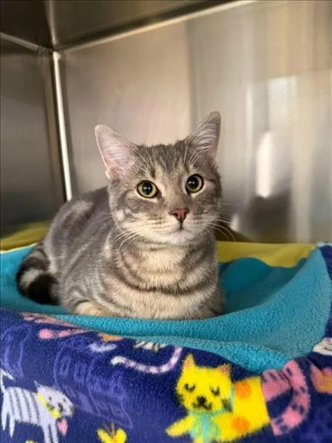 A young medium-sized male Domestic Short Hair cat named Lint for adoption in Derwood, MD