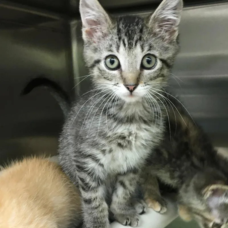 An adult large-sized female Brown / Chocolate Domestic Short Hair cat named Sweet Tea for adoption in Springfield, IL