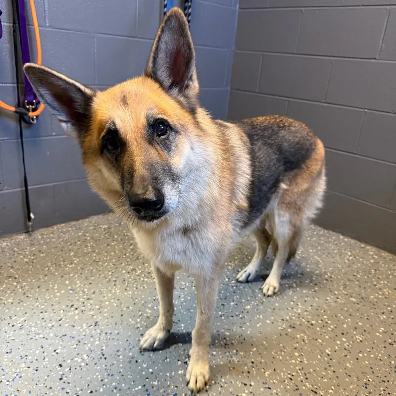 A senior large-sized female Brown / Chocolate German Shepherd Dog dog named Dixie for adoption in Tuscaloosa, AL