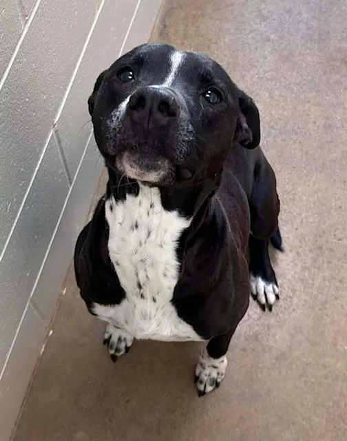 An adult medium-sized female Black Pit Bull Terrier dog named Adara for adoption in Prudenville, MI