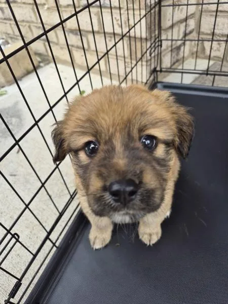 A baby small-sized female Shepherd dog named Pen for adoption in Lawrenceville, GA