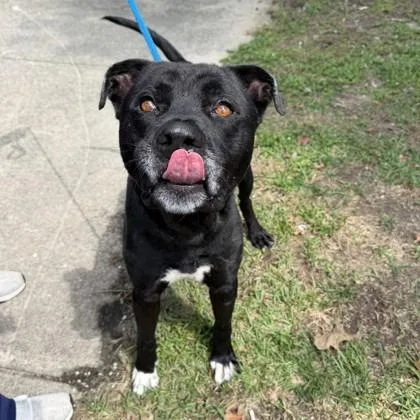 An adult medium-sized male Pit Bull Terrier dog named Max for adoption in New Orleans, LA