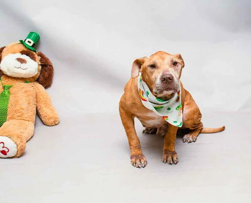 Hamilton thumbnail 4