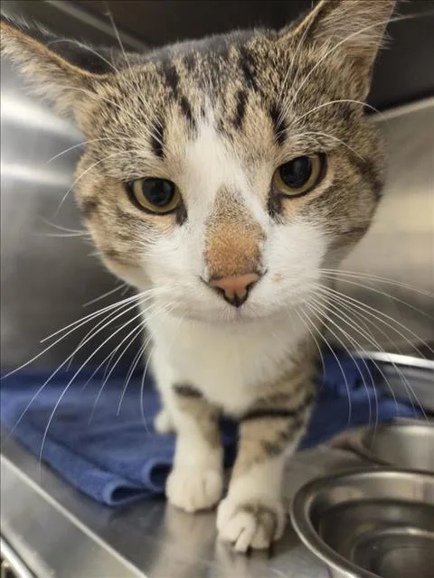 An adult large-sized male Domestic Short Hair cat named Tim Purry for adoption in Hagerstown, MD