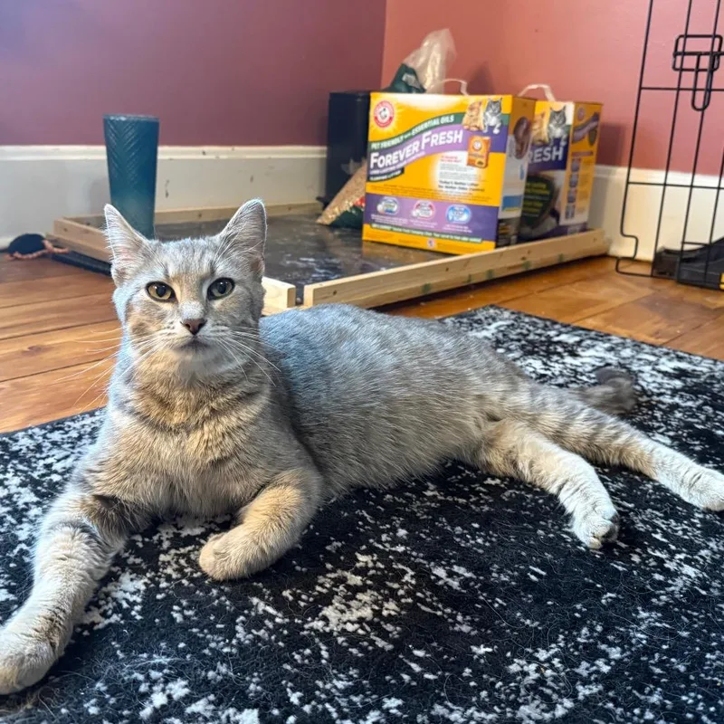 An adult small-sized female Gray / Blue / Silver Domestic Short Hair cat named Jules for adoption in Granville, OH
