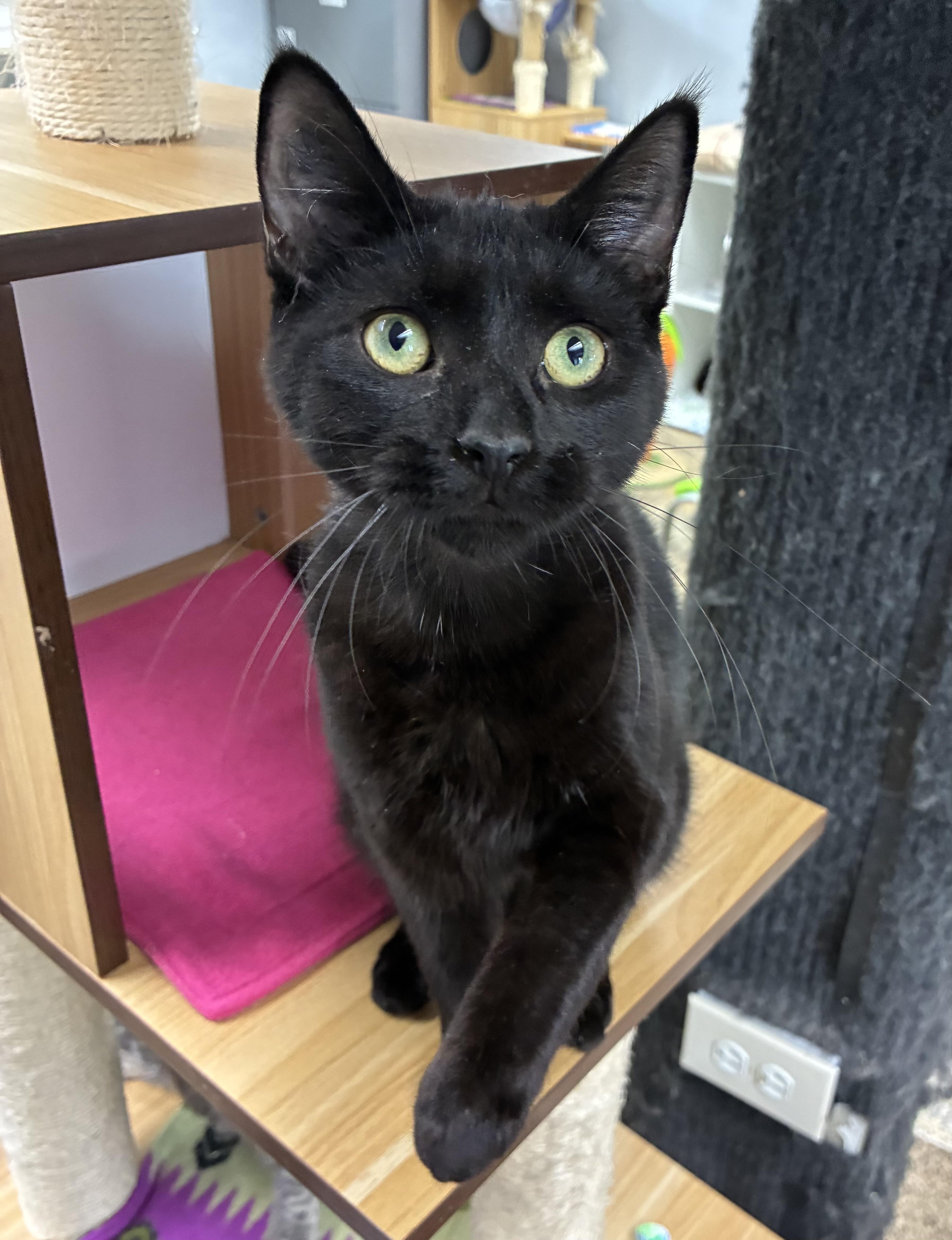 An adult medium-sized male Black Domestic Short Hair cat named Dusty for adoption in Breinigsville, PA