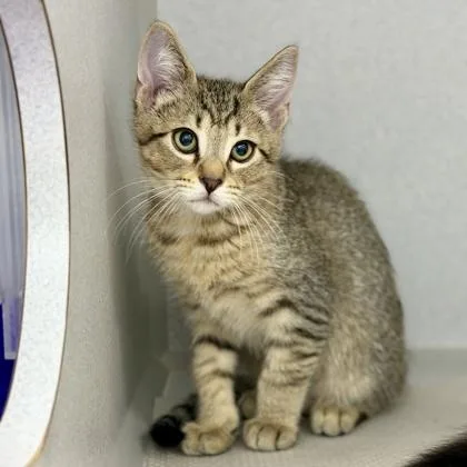 A baby small-sized male Gray / Blue / Silver Domestic Short Hair cat named Pooh for adoption in Atlanta, GA