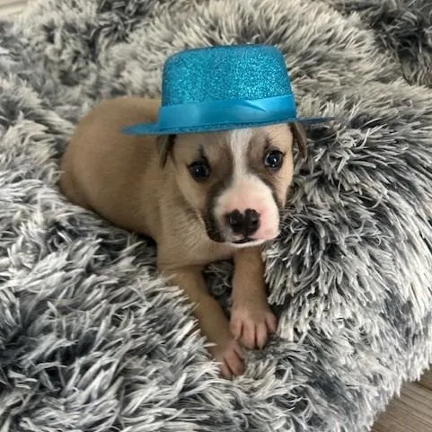 A baby small-sized male Yellow / Tan / Blond / Fawn Mixed Breed dog named Nonna Rosa Pup for adoption in Austin, TX