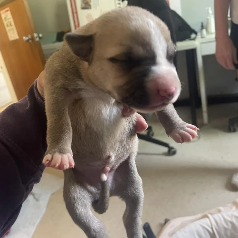 Nonna Rosa Pup thumbnail 2