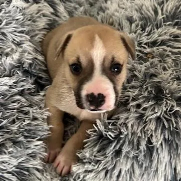 Nonna Rosa Pup thumbnail 3