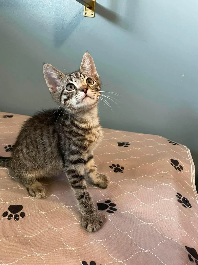 A baby small-sized male Tabby (Brown / Chocolate) Domestic Short Hair cat named Rally for adoption in Hartville, OH