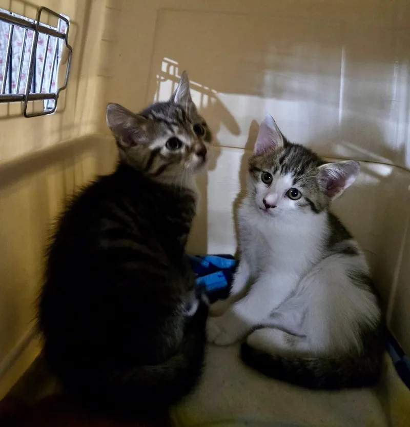 A baby medium-sized male Domestic Short Hair cat named Waffles for adoption in Penndel, PA