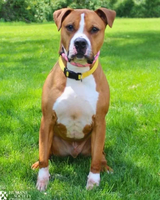 An adult large-sized male Pit Bull Terrier dog named Tankian for adoption in Hagerstown, MD