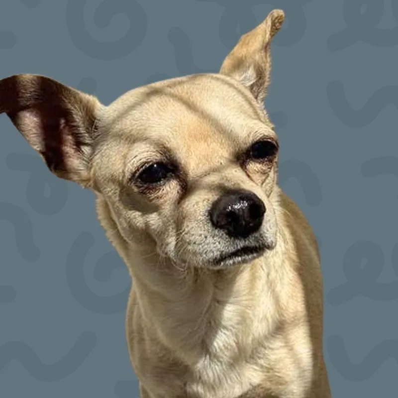 Yoda thumbnail 2