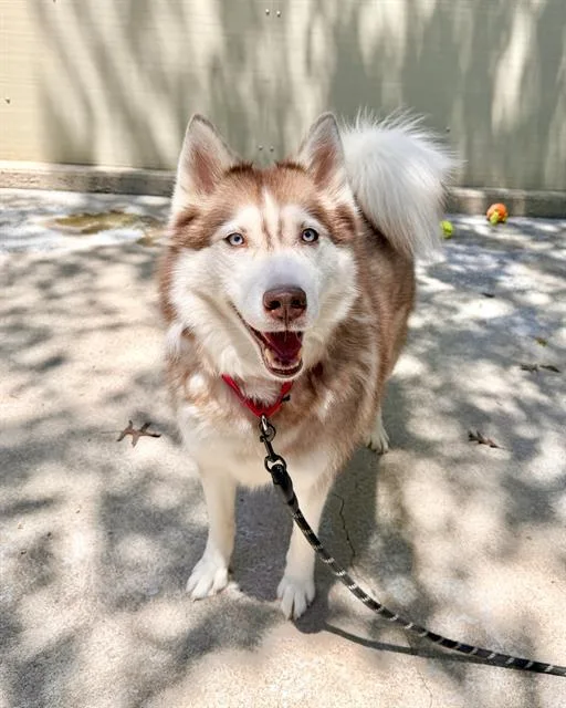 An adult medium-sized female Siberian Husky dog named Lucky for adoption in Boston, MA