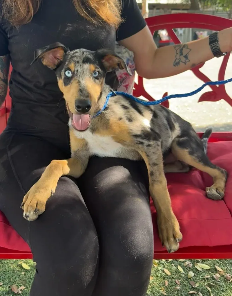 A young medium-sized male Merle (Blue) Australian Shepherd dog named Ringo for adoption in Temecula, CA