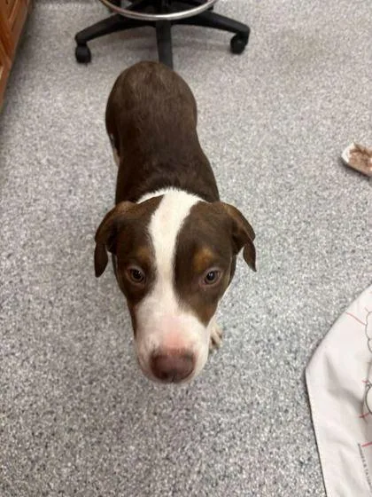 A baby medium-sized male Mixed Breed dog named Muddy Buddies for adoption in Knoxville, TN