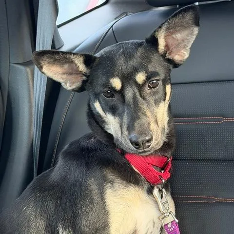A young medium-sized female Black Mixed Breed dog named Ponyo for adoption in Madison, WI