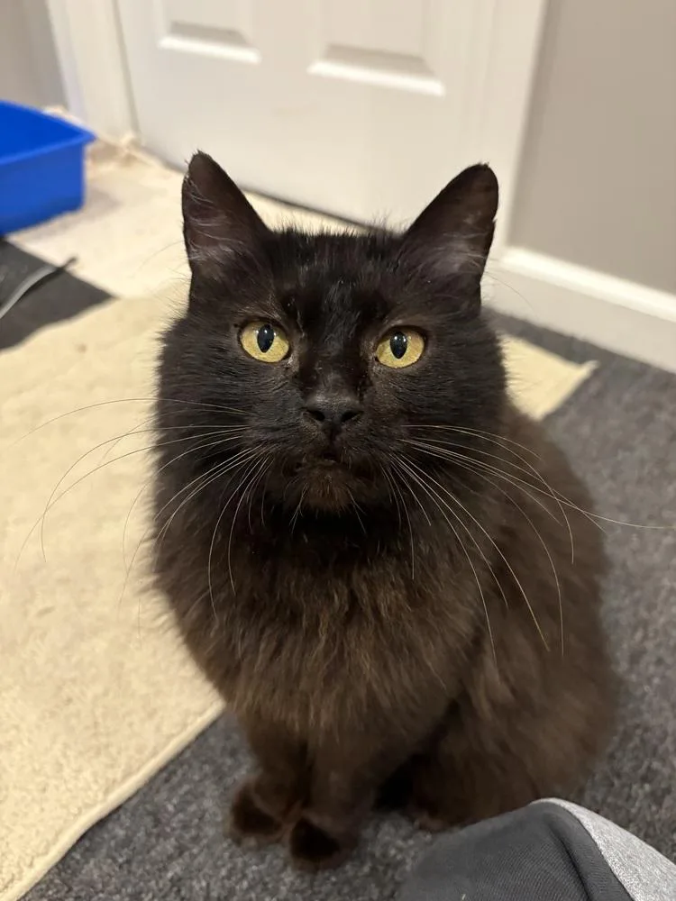 An adult medium-sized female Black Domestic Medium Hair cat named Petrah for adoption in Ferndale, MI