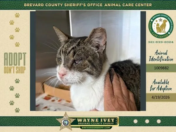 An adult medium-sized male Domestic Short Hair cat named Taylor for adoption in Melbourne, FL