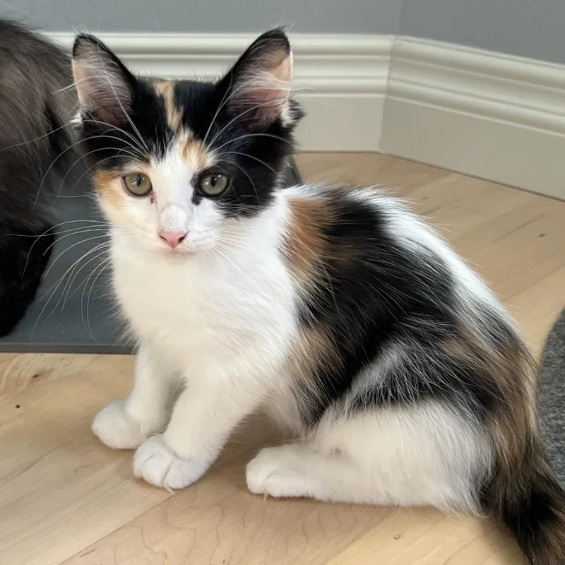 A baby small-sized female Domestic Medium Hair cat named Callisto for adoption in Woodinville, WA